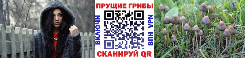 Галлюциногенные грибы Psilocybe Полысаево